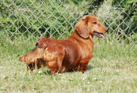 Africandawns Dachshund