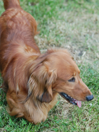 Africandawns Dachshund