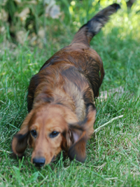 Africandawns Dachshund