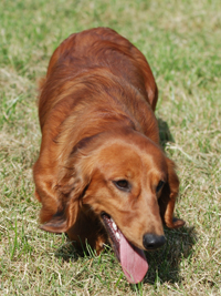Africandawns Dachshund
