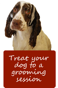 We also offer qualified dog grooming services