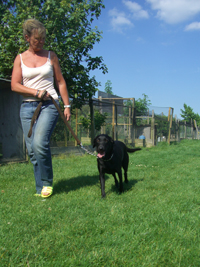 ... (Cambs): Africandawns dog training centre &amp; dog boarding kennels
