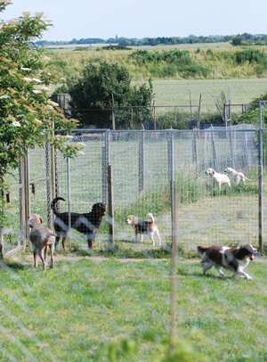 Our dogs have plenty of exercise in the extensive paddocks